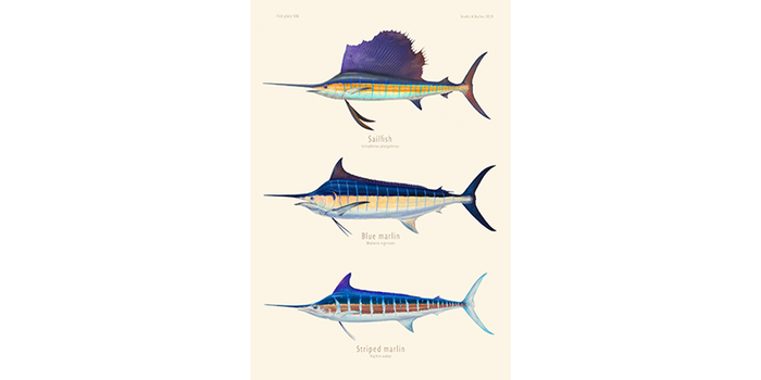 Sailfish, Blue Marlin, Striped Marlin 306
