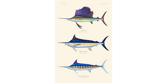 Sailfish, Blue Marlin, Striped Marlin 306