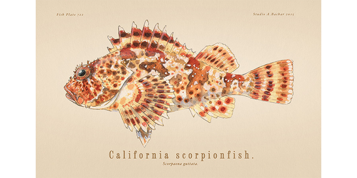 Scorpionfish