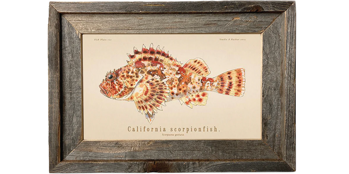 Scorpionfish