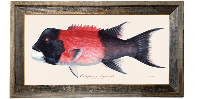 Sheephead 125