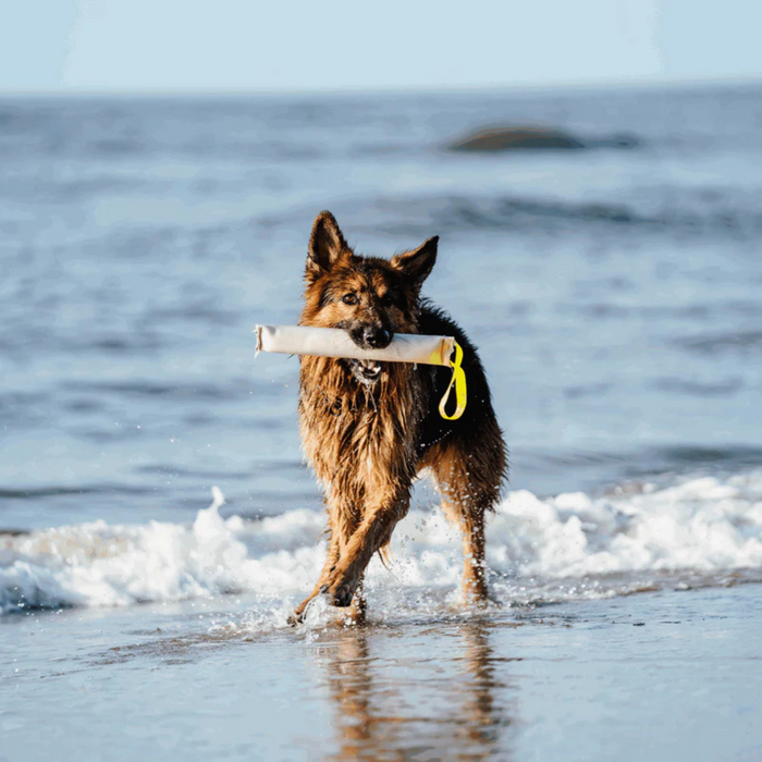 Wet German Shepherd walking in water carrying tug toy