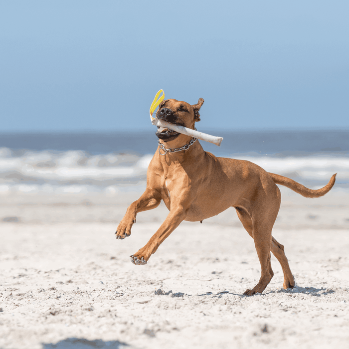A dog in mid-air jump with the Herm Sprenger Floating Fire Hose Tug toy in its mouth on a sandy beach