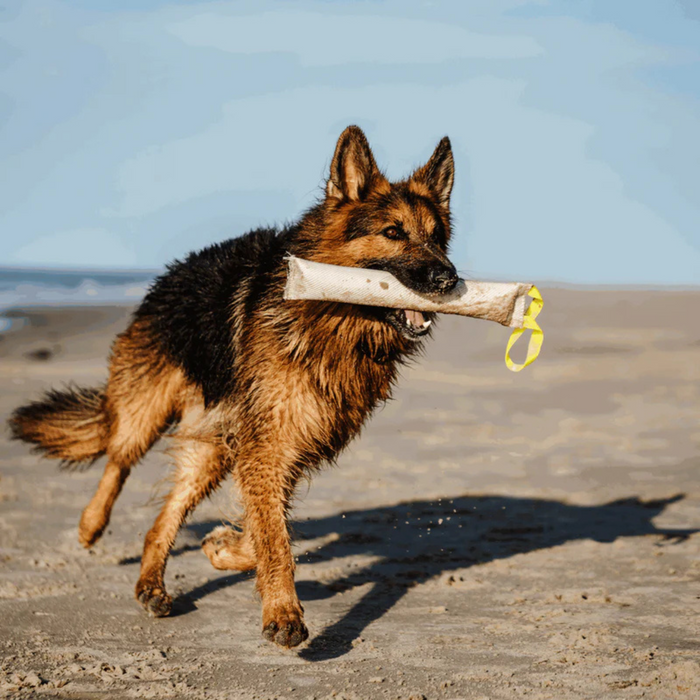 German Shepherd running on a beach with a toy in its mouth