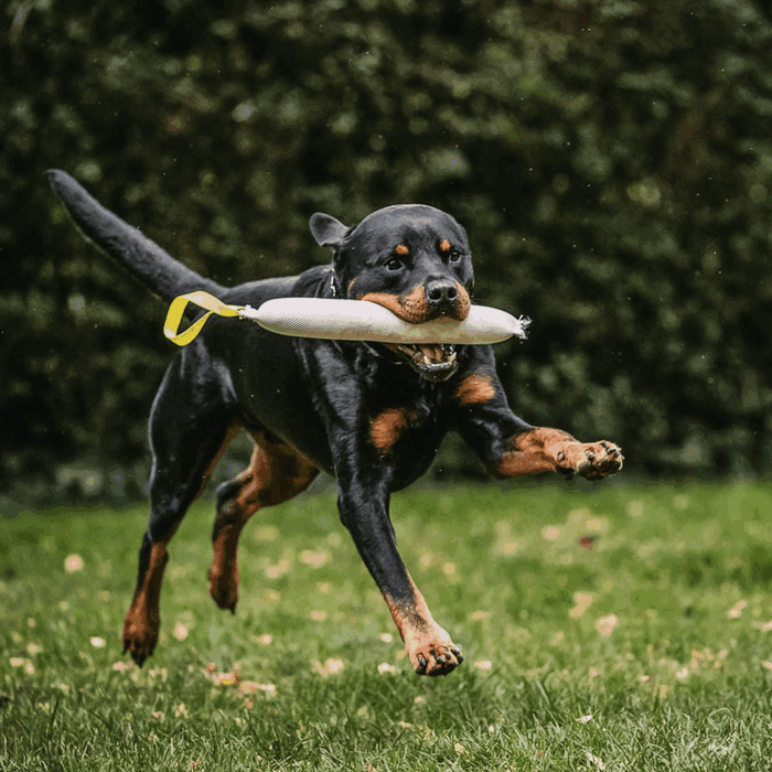 Rottweiler running with white training dummy toy with yellow handle