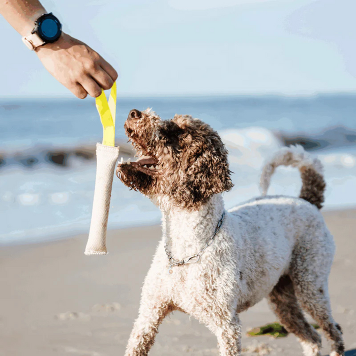 Dog reaching for white training dummy toy with yellow handle on beach