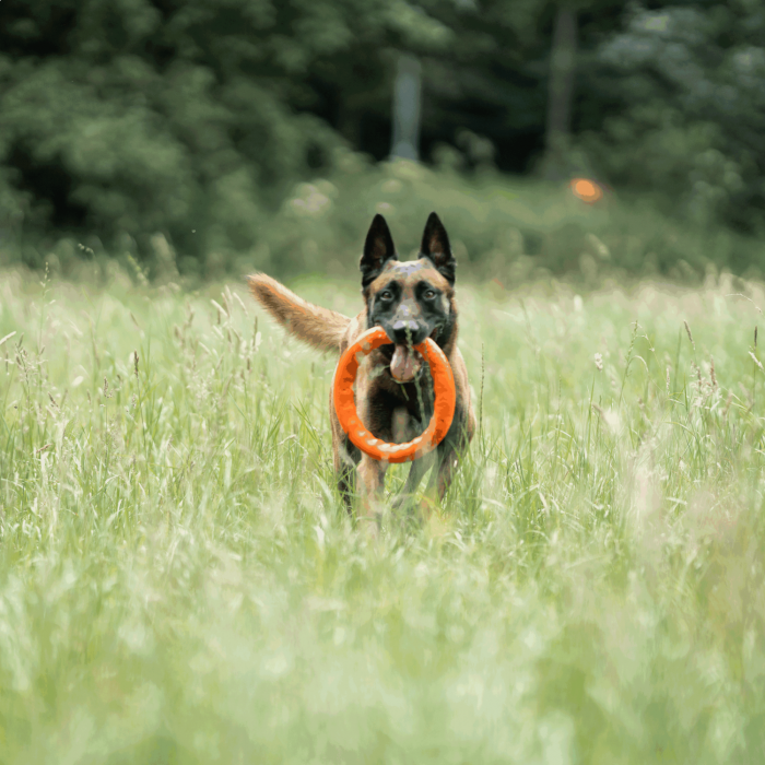 Brown and black dog running through tall green grass while carrying the orange ring toy in its mouth.