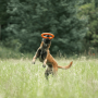 Brown and black dog running through tall green grass while carrying the orange ring toy in its mouth.