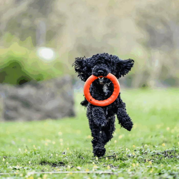 Black dog running on grass with an orange frisbee in its mouth