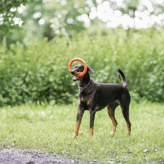 Dog playing with an orange ring in a grassy area