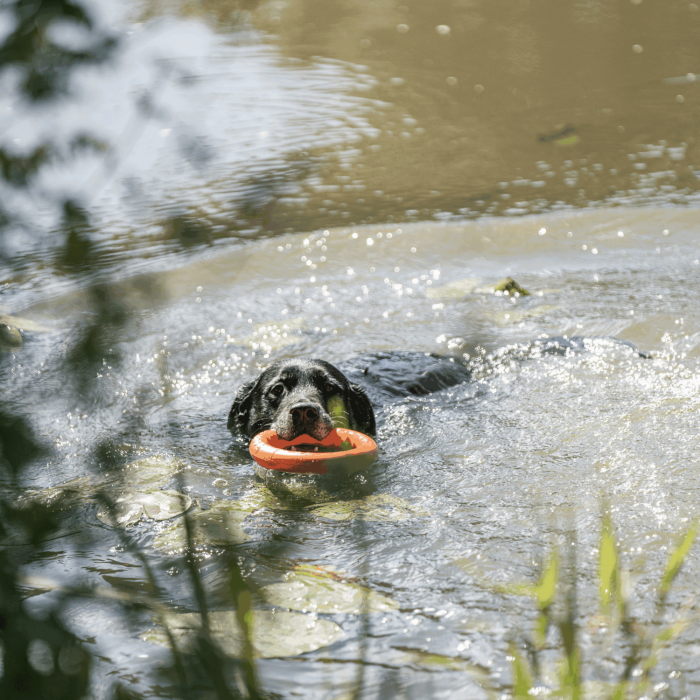 Black dog swimming in a pond while holding a bright orange floating ring toy in its mouth, surrounded by rippling water and greenery.