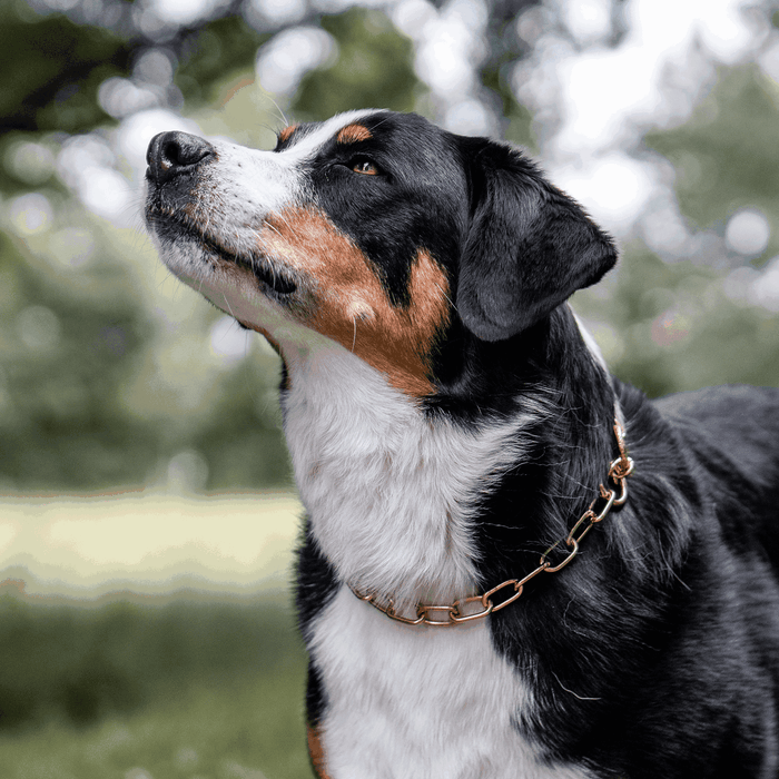 Close-up of a tricolor dog wearing a gold-tone chain collar, looking upward with a calm, attentive expression against a softly blurred green outdoor background.