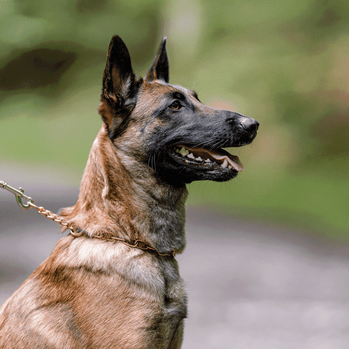 Belgian Malinois dog wearing a chain collar and leash, looking alert with mouth slightly open against a softly blurred green outdoor background.