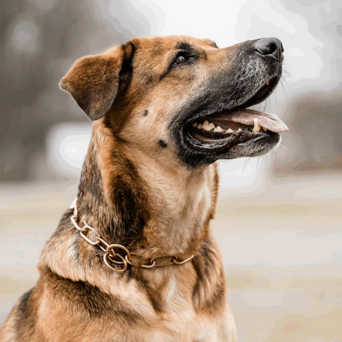 Close-up of a brown and black mixed-breed dog wearing a chain collar, looking upward with mouth open and tongue slightly out against a softly blurred outdoor background.