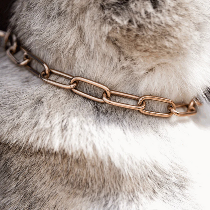 Close-up of a dog’s neck with thick gray and white fur wearing a rose gold–tone chain collar, highlighting the elongated metal links against the coat.