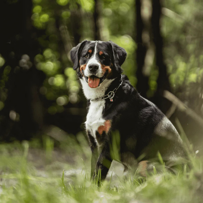 Black, white, and tan dog sitting in a forest setting, wearing a stainless steel chain collar, with its tongue out.