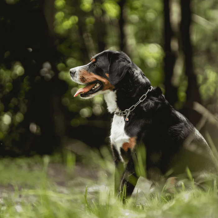 Black, white, and tan dog sitting in a grassy forest, wearing a stainless steel chain collar, shown in side profile with its tongue out.