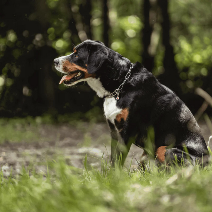 Black, white, and tan dog sitting on grass in a wooded area, wearing a stainless steel chain collar, facing left with its tongue out.