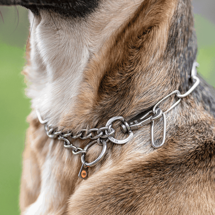 Close-up of a brown dog’s neck wearing a stainless steel chain collar with multiple links and rings, highlighting the hardware and fit.