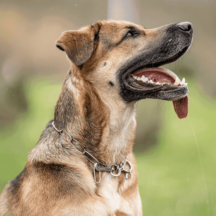 Close-up of a brown and black dog panting with tongue out, wearing a stainless steel chain training collar in an outdoor setting.