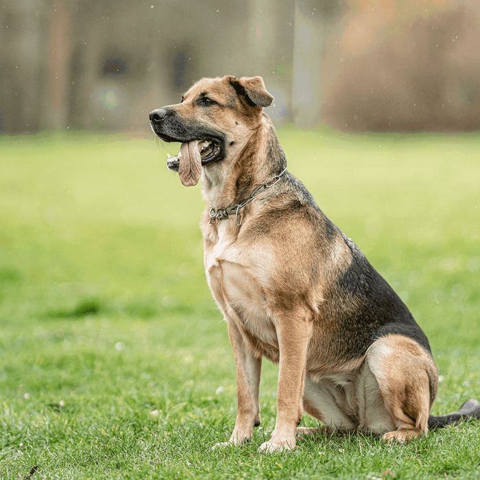 Brown and black dog sitting in grass, panting with tongue out while wearing a stainless steel chain collar in a park setting.