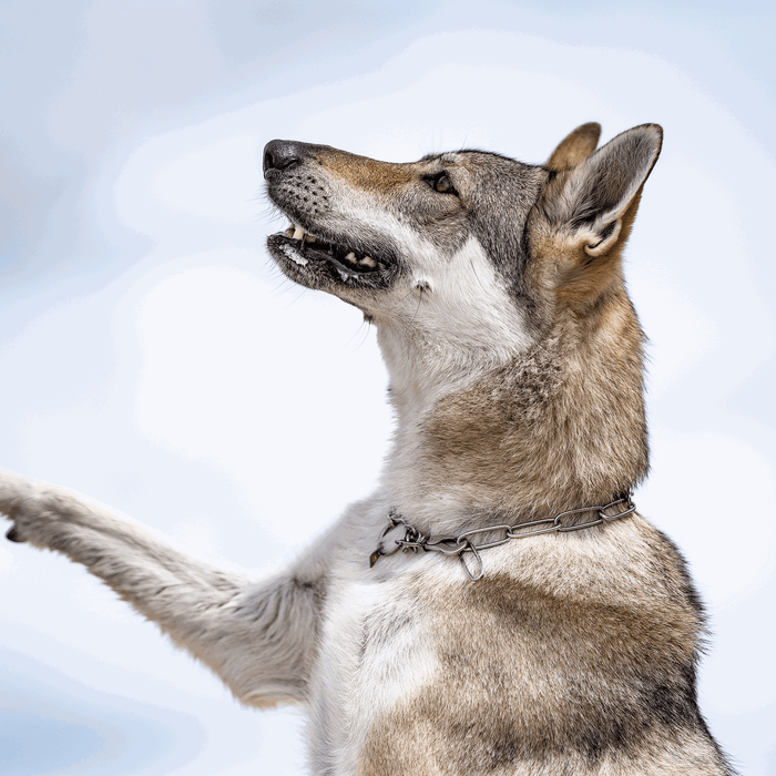 Wolf-like dog wearing a stainless steel chain collar, raising a paw and looking upward against a neutral background.