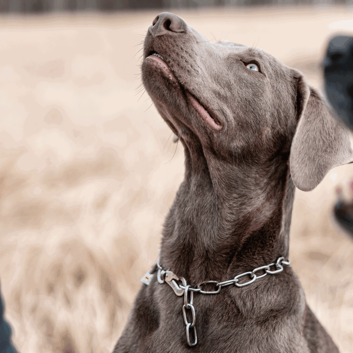 Close-up of a gray dog wearing a stainless steel chain collar, looking upward with an alert expression in an outdoor setting
