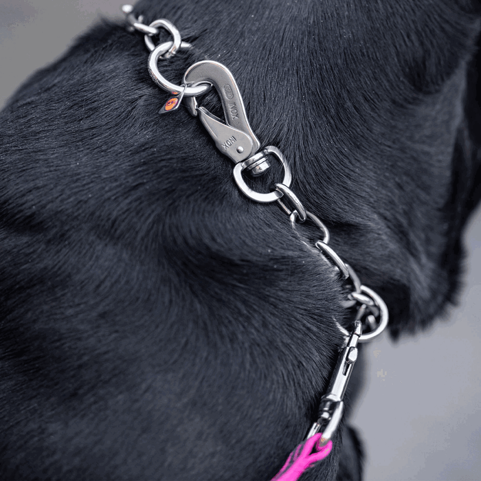 Close-up of a black dog’s neck wearing a metal chain collar with a snap hook clasp attached to a leash.