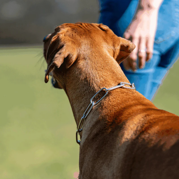 Brown dog wearing a stainless steel chain collar, looking toward a person standing nearby in an outdoor setting.