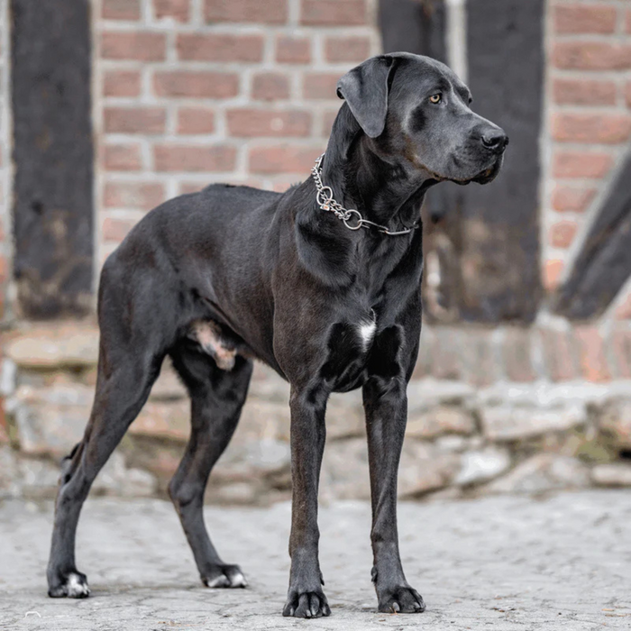 Large black dog wearing a stainless steel chain collar, standing alert on a cobblestone surface with a brick wall in the background.