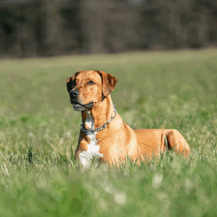 Brown dog wearing a stainless steel chain collar, lying in a grassy field and looking alert in a sunlit outdoor setting.