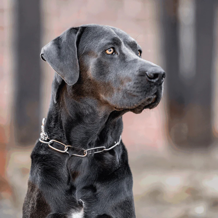 Close-up of a black dog wearing a stainless steel chain collar, looking alert with a blurred brick background.
