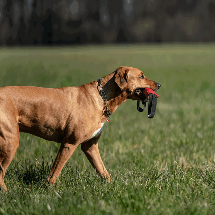 Brown dog wearing a stainless steel chain collar, walking through grass while carrying a black and red toy in its mouth.