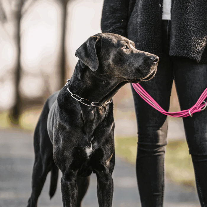 Black dog wearing a stainless steel chain collar on a pink leash, standing beside a person outdoors and looking attentively ahead.