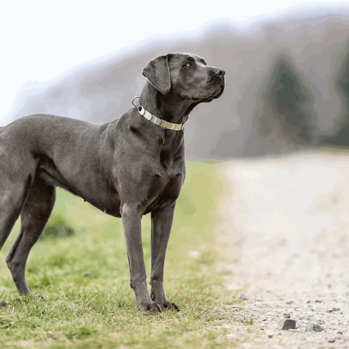 Gray dog standing on a dirt path with a blurred natural background