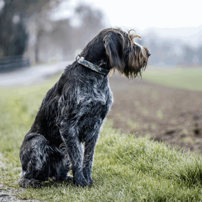 Dog sitting on a grassy field with a blurred background.