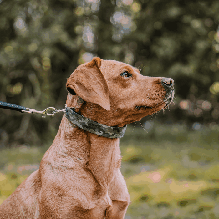 Brown dog wearing a camouflage collar and leash, sitting outdoors and looking to the side against a blurred green background.
