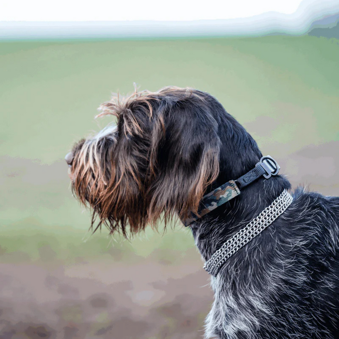 Wire-haired dog wearing a camouflage collar and chain collar, looking into the distance in an outdoor setting with a blurred natural background.