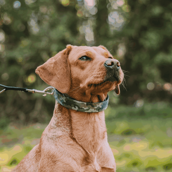 Brown dog wearing a camouflage collar and leash, sitting outdoors and looking slightly upward with a blurred forest background.