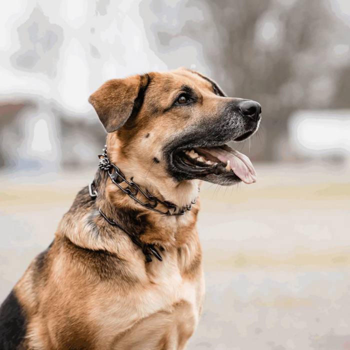 Dog with a chain collar standing outdoors with a blurred background.