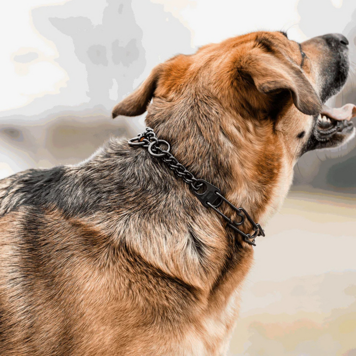 Side view of a brown and black dog wearing a black prong collar, looking away outdoors.
