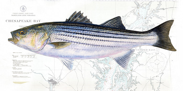 Striped Bass