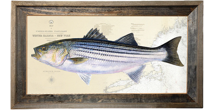 Striped Bass