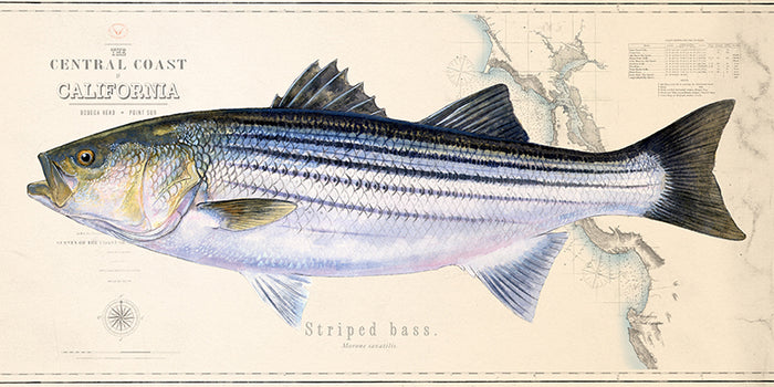 Striped Bass