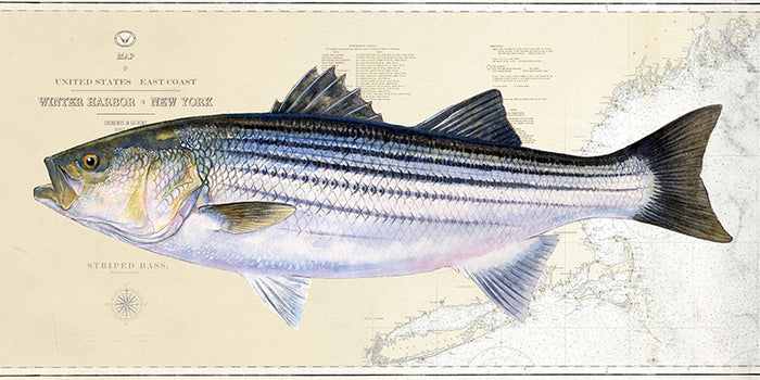 Striped Bass