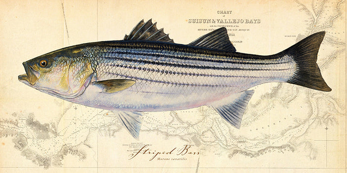 Striped Bass