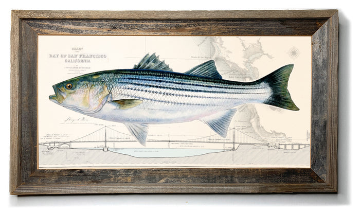 Striped Bass