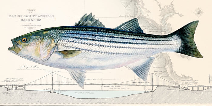 Striped Bass
