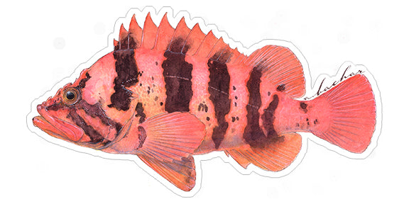 Tiger Rockfish - 7"