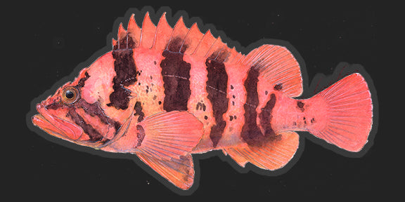 Tiger Rockfish - 7"